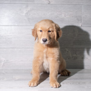 Golden Retriever (F) 6099
