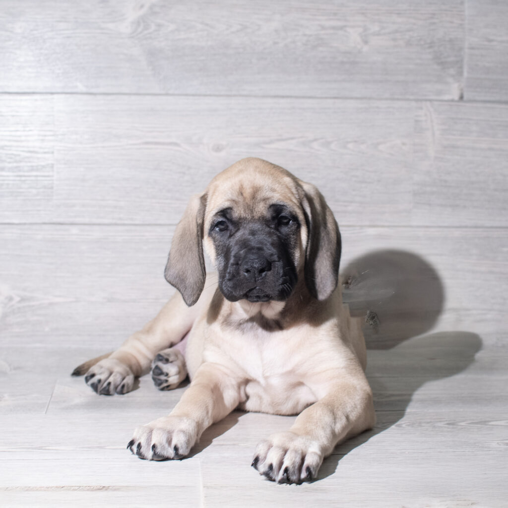 [#26196-10]  - Fawn F Mastiff Puppies for Sale