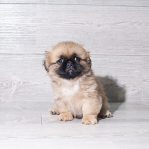 Petland Cleveland Pekingese puppy available