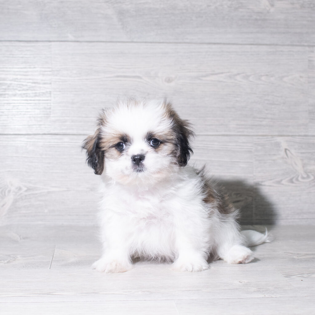 [#261333-04]  - Brown / White F Shih Tzu Puppies for Sale