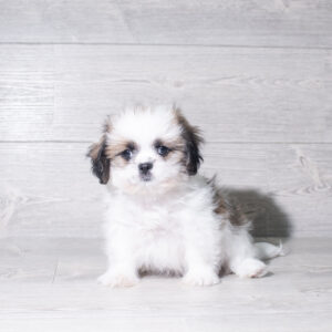 Petland Cleveland Shih Tzu puppy available