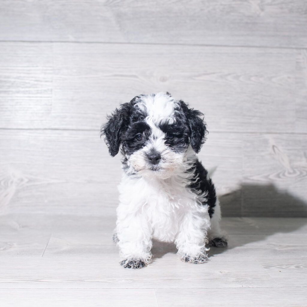 [#261332-04]  - Black / White F ShihPoo Puppies for Sale