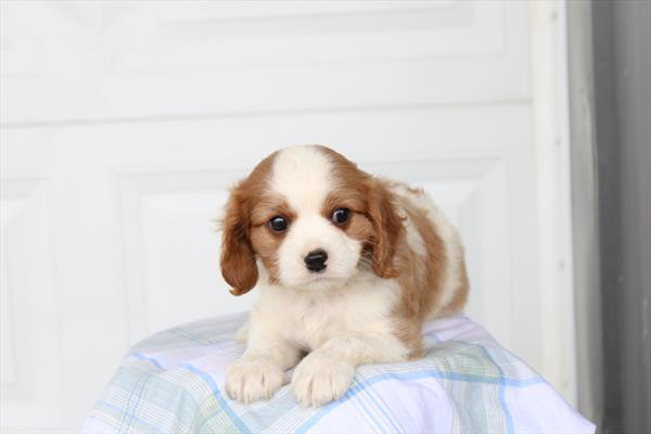 [#261688-01]  - Blenheim M Cavalier King Charles Spaniel Puppies for Sale