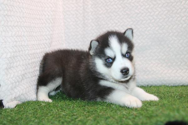 [#26221-01]  - Black / White M Siberian Husky Puppies for Sale