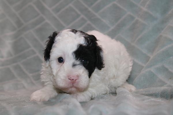 [#261440-03]  - White / Black M Poodle Puppies for Sale