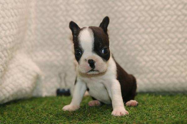 [#261341-02]  - Black / White F Boston Terrier Puppies for Sale