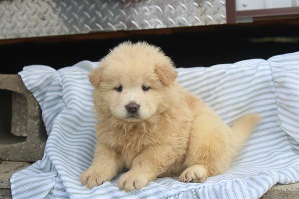 [#261564-06]  - Cream F Chow Chow Puppies for Sale