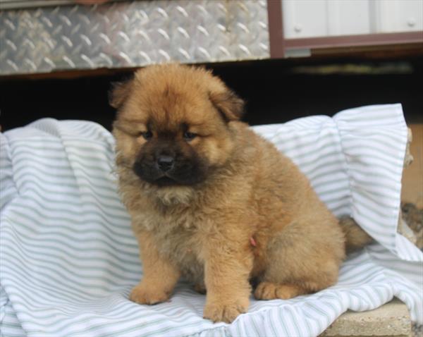 [#261564-07]  - Red F Chow Chow Puppies for Sale