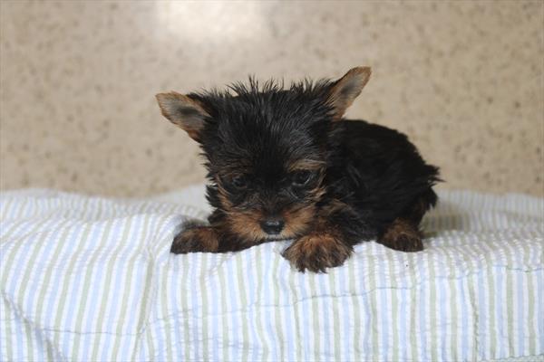 [#261639-01]  - Black / Tan M Yorkshire Terrier Puppies for Sale