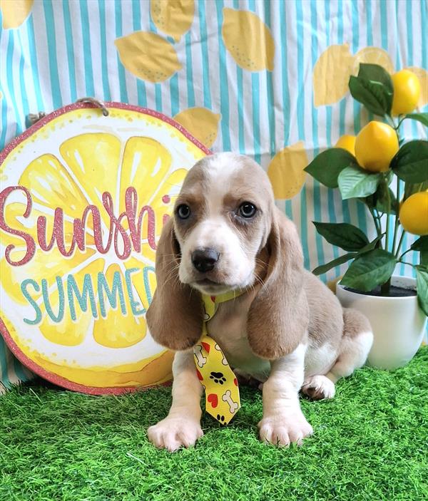 [#26219-03]  - Lilac / White M Basset Hound Puppies for Sale