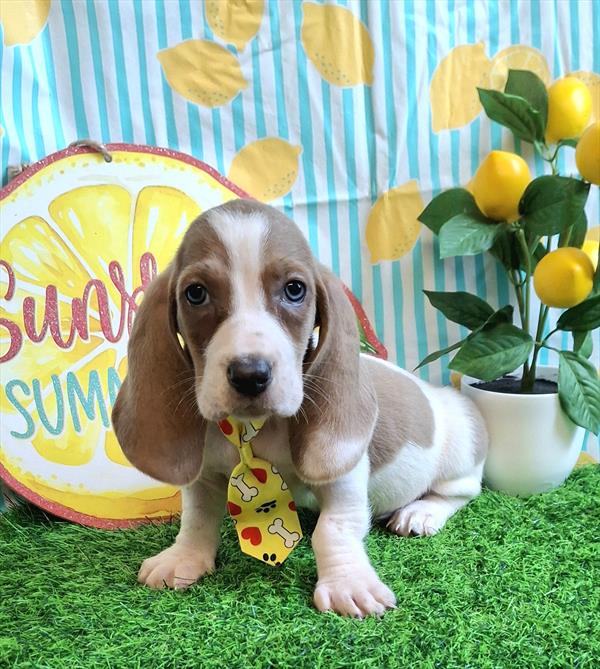 [#26219-04]  - Lilac / White M Basset Hound Puppies for Sale