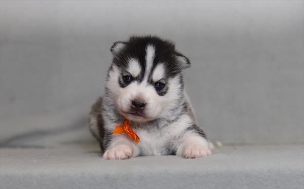 [#26214-02]  - Black / White M Pomsky Puppies for Sale