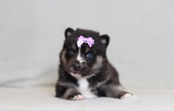 [#26214-05]  - Black / White F Pomsky Puppies for Sale