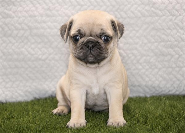 [#261392-05]  - Fawn Merle F Pug Puppies for Sale