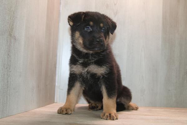 [#26236-07]  - Black / Tan F German Shepherd Dog Puppies for Sale