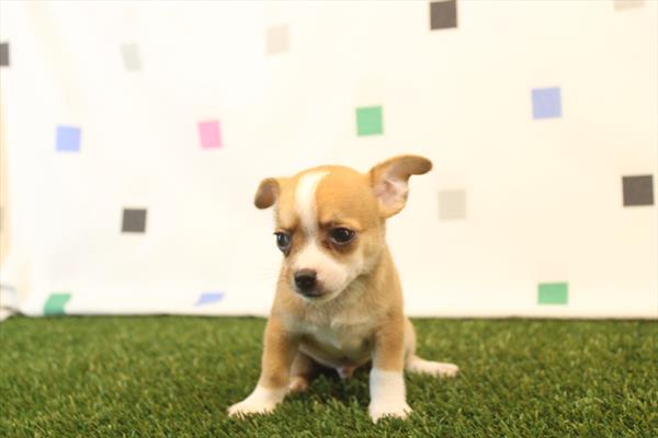 [#261755-01]  - Red Fawn M Chihuahua Puppies for Sale
