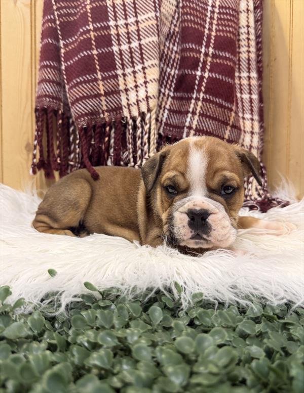 [#261593-03]  - Red / White M English Bulldog  Puppies for Sale