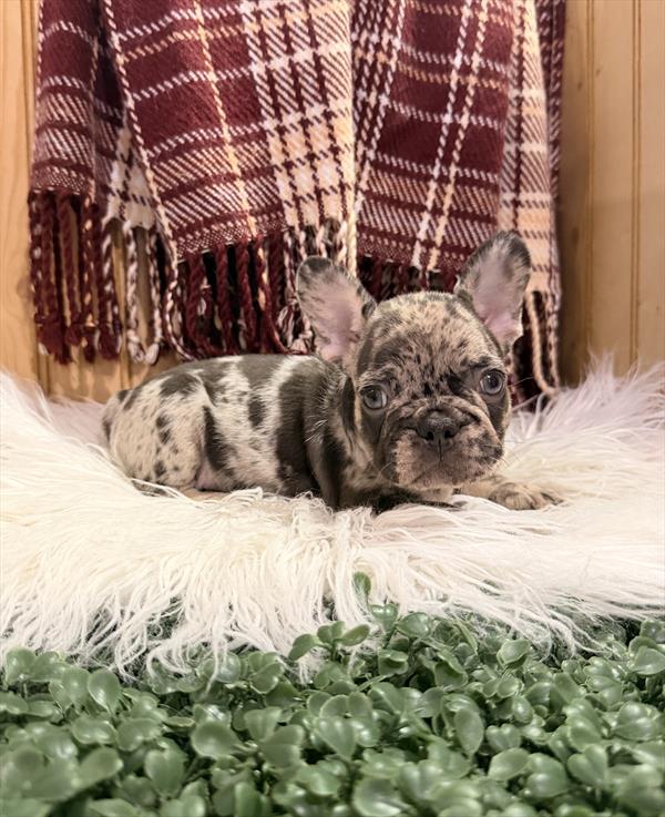 [#261562-06]  - Black Merle M French Bulldog Puppies for Sale