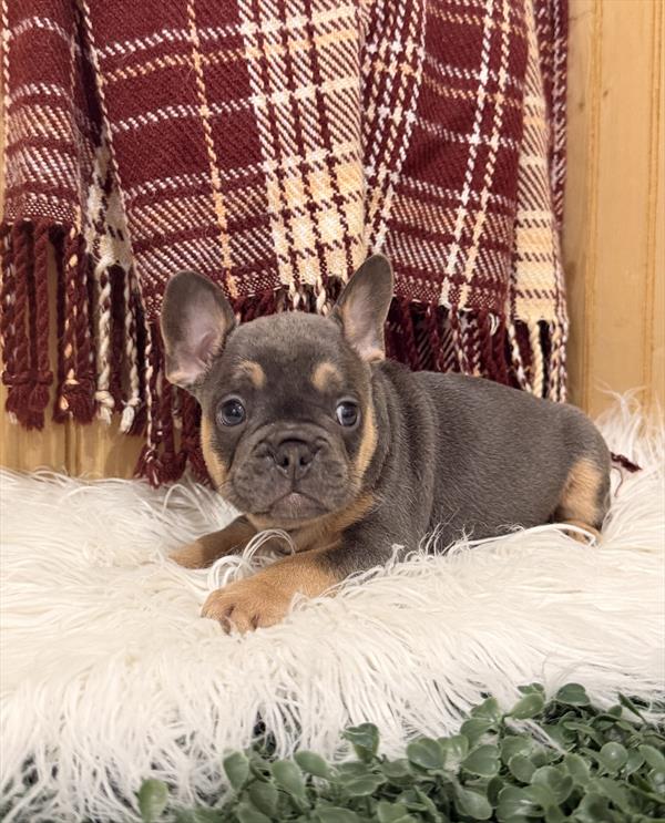 [#261492-04]  - Blue / Tan M French Bulldog Puppies for Sale