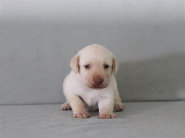 [#26218-01]  - Yellow M Labrador Retriever Puppies for Sale