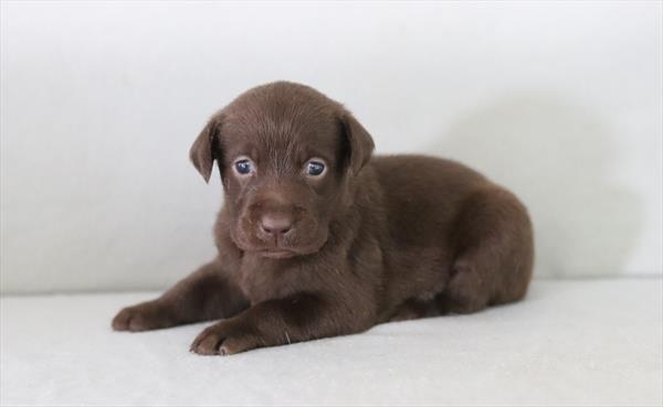 [#26218-03]  - Chocolate F Labrador Retriever Puppies for Sale