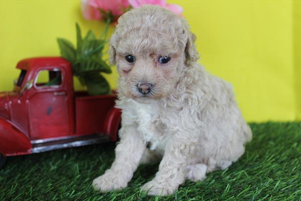 [#261490-02]  - Apricot F Poodle Puppies for Sale