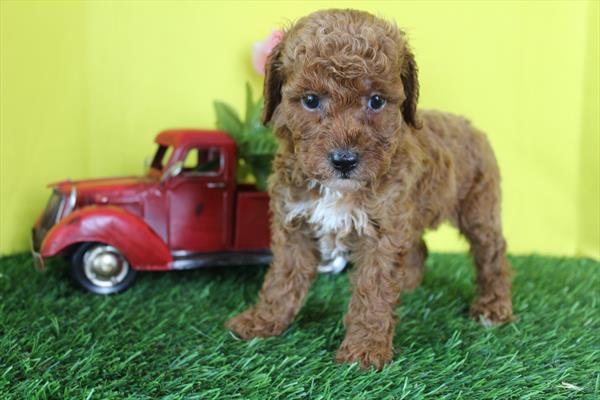 [#261493-03]  - Red F Poodle Puppies for Sale