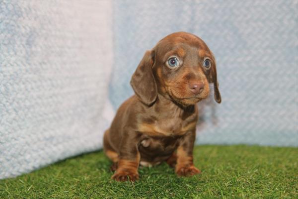 [#261505-06]  - Chocolate F Dachshund Puppies for Sale