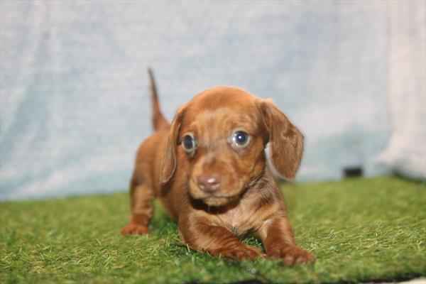[#261505-02]  - Red M Dachshund Puppies for Sale