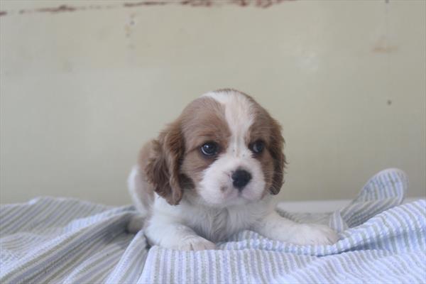 [#261672-01]  - Blenheim M Cavalier King Charles Spaniel Puppies for Sale