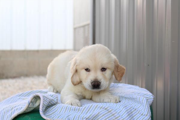 [#261621-03]  - Light Golden M Golden Retriever Puppies for Sale