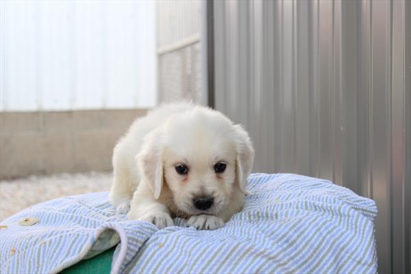 [#261622-04]  - Cream M Golden Retriever Puppies for Sale