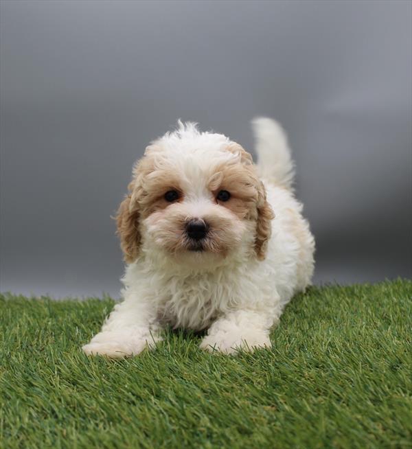 [#261546-02]  - Apricot / White M Maltipoo Puppies for Sale