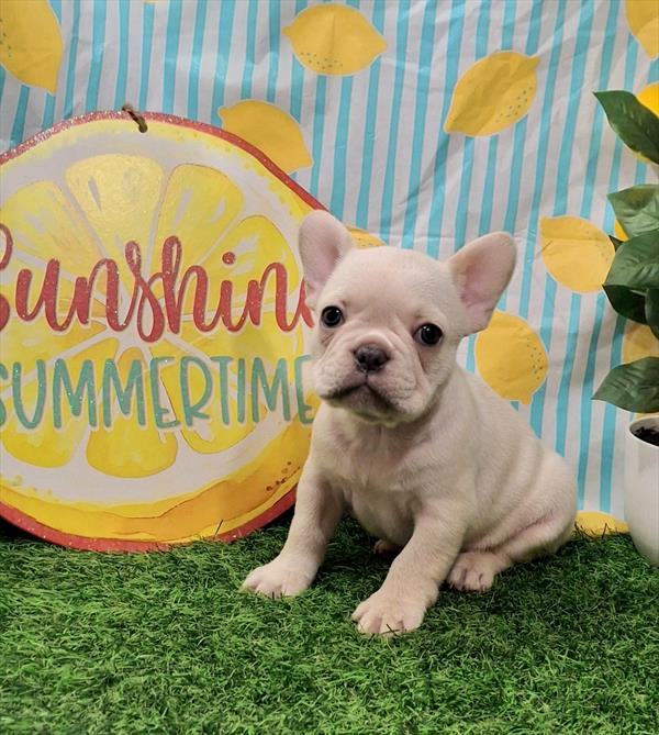 [#26236-03]  - Cream M French Bulldog Puppies for Sale