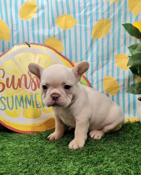 [#26236-04]  - Cream M French Bulldog Puppies for Sale