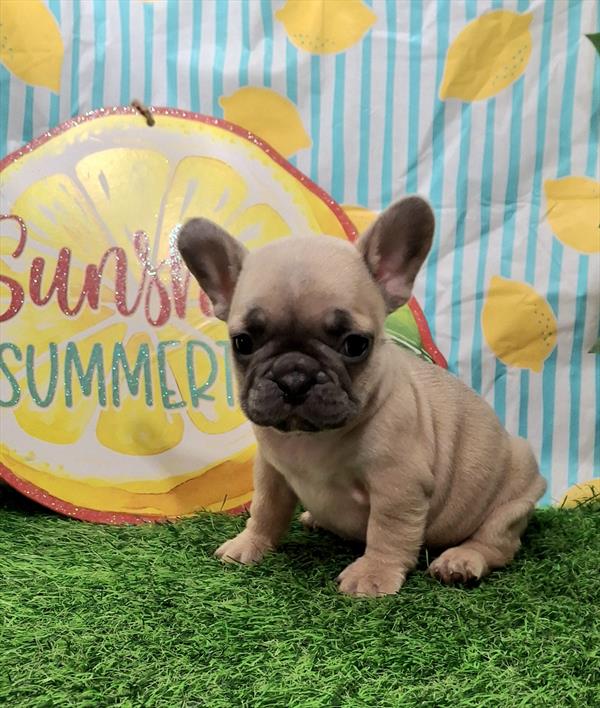 [#26236-05]  - Blue Fawn M French Bulldog Puppies for Sale