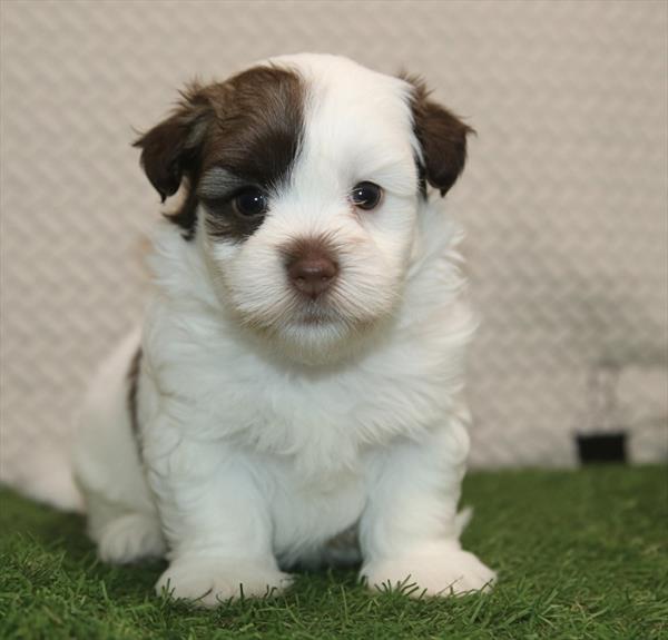 [#261318-01]  - Chocolate M Havanese Puppies for Sale
