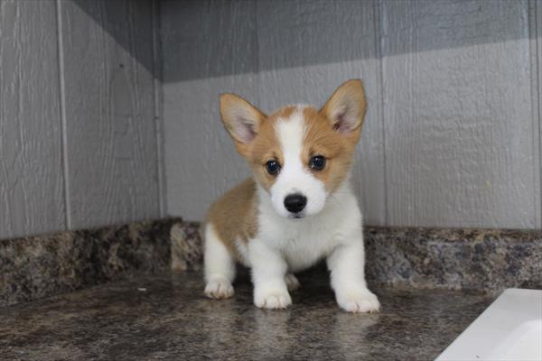[#261867-02]  - Red / White M Pembroke Welsh Corgi Puppies for Sale