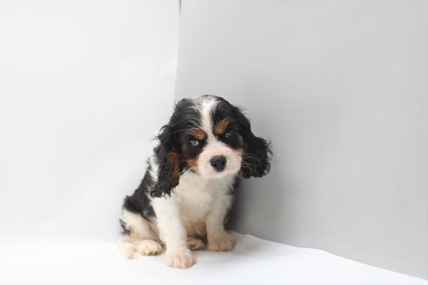 [#261915-01]  - Tri-Colored M Cavalier King Charles Spaniel Puppies for Sale