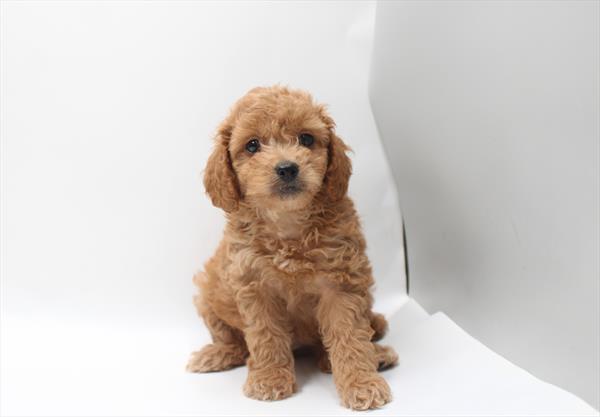 [#261633-02]  - Red F Goldendoodle Puppies for Sale