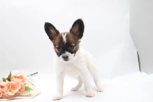 [#261701-05]  - Tri-Colored F Papillon Puppies for Sale