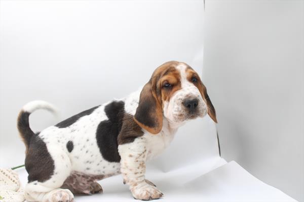 [#261502-01]  - Tri-Colored M Walrus Puppies for Sale