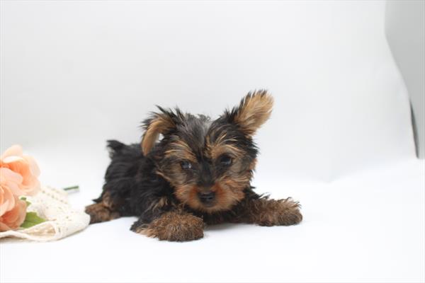 [#261565-03]  - Blue / Tan F Yorkshire Terrier Puppies for Sale