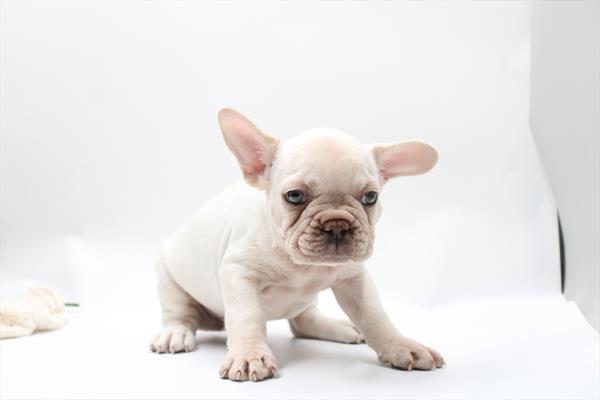 [#261562-04]  - Cream M French Bulldog Puppies for Sale