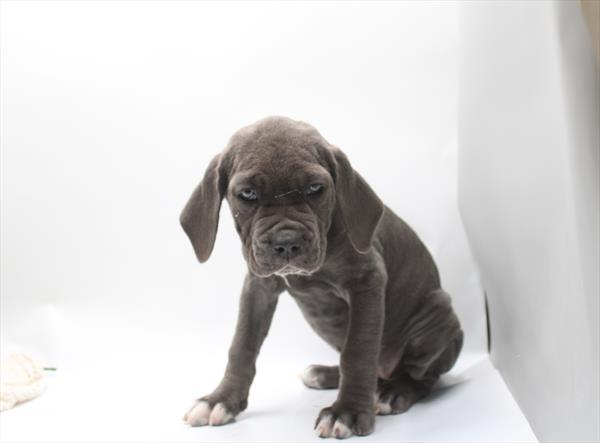 [#261787-08]  - Blue F Neapolitan Mastiff Puppies for Sale