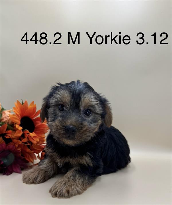 [#261448-02]  - Black / Tan M Yorkshire Terrier Puppies for Sale