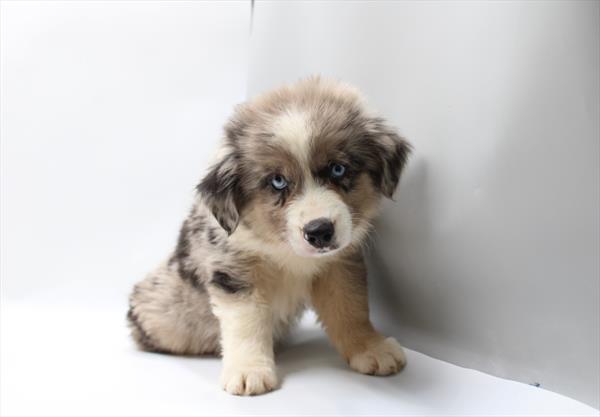 [#261655-01]  - Blue Merle M Miniature American Shepherd Puppies for Sale