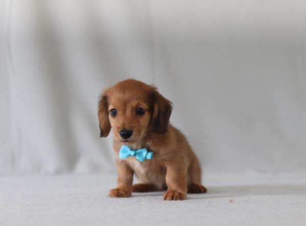 [#26221-01]  - Sable M Dachshund Puppies for Sale