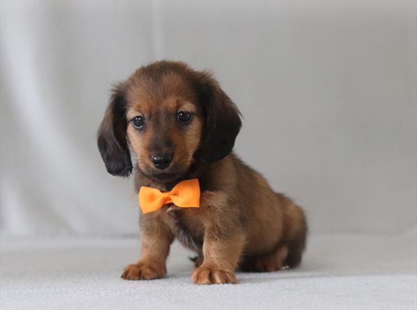 [#26221-02]  - Sable M Dachshund Puppies for Sale