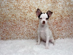 [#261309-05]  - Chocolate F Chihuahua Puppies for Sale